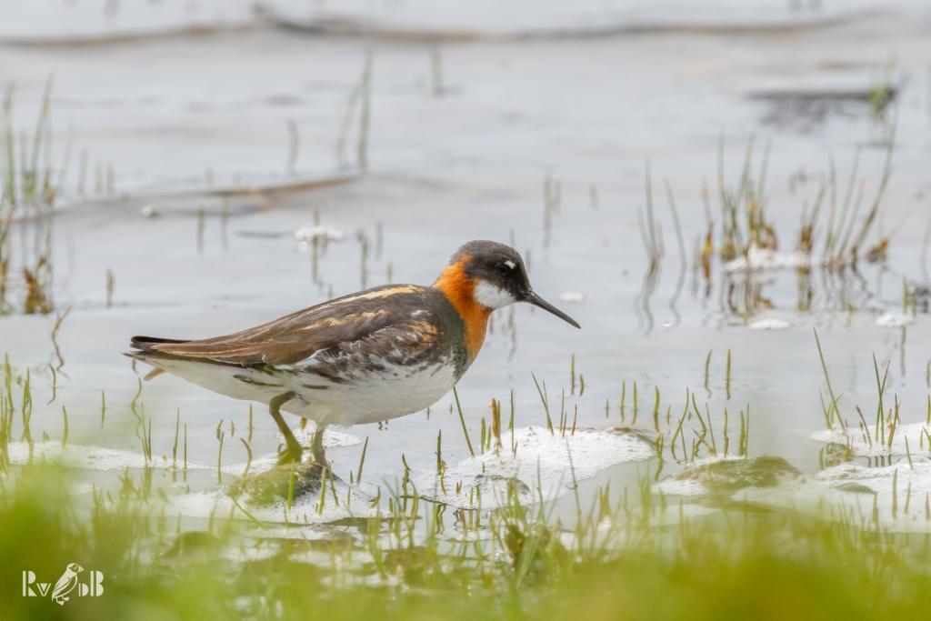 Baltasound Hotel, Fetlar and Yell